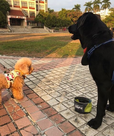 跟貴賓狗站在一起,「八樓」就像巨人一樣。八樓不住八樓/提供