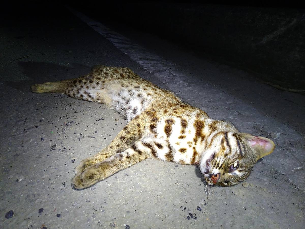 台灣石虎保育協會指出，石虎路殺頻傳反映的是淺山動物生存危機。石虎路殺資料照，貓徑地圖王小明/提供