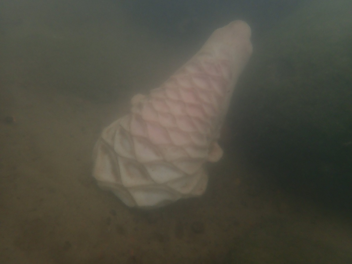 穿山甲頭部被丟棄在溪中。李璟泓/提供