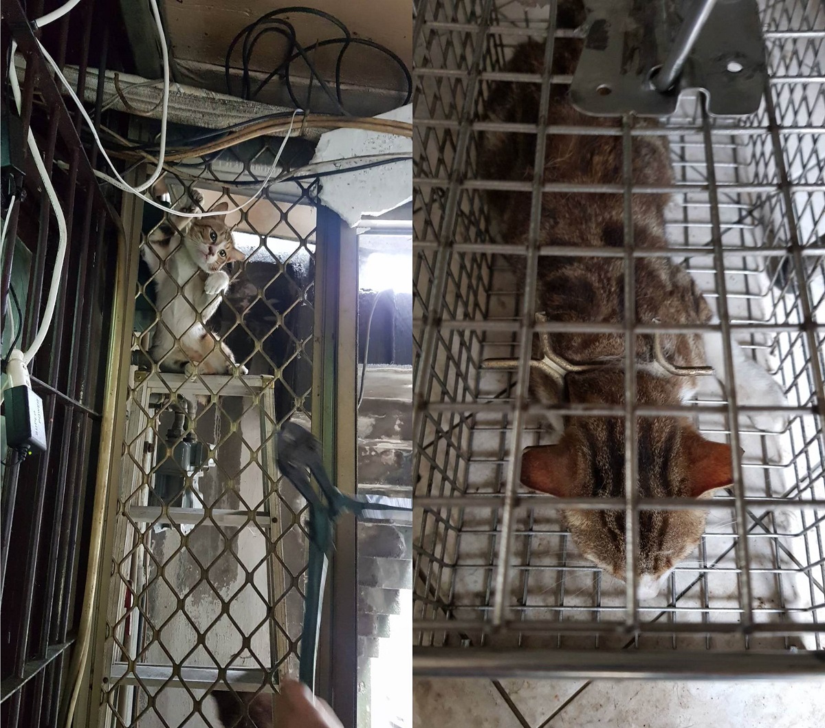 動保處救援人員以大剪破壞鐵窗，浪貓暫時帶著「鐵窗項鍊」回動物之家，經獸醫師麻醉檢查後已取下。台北市動保處/提供