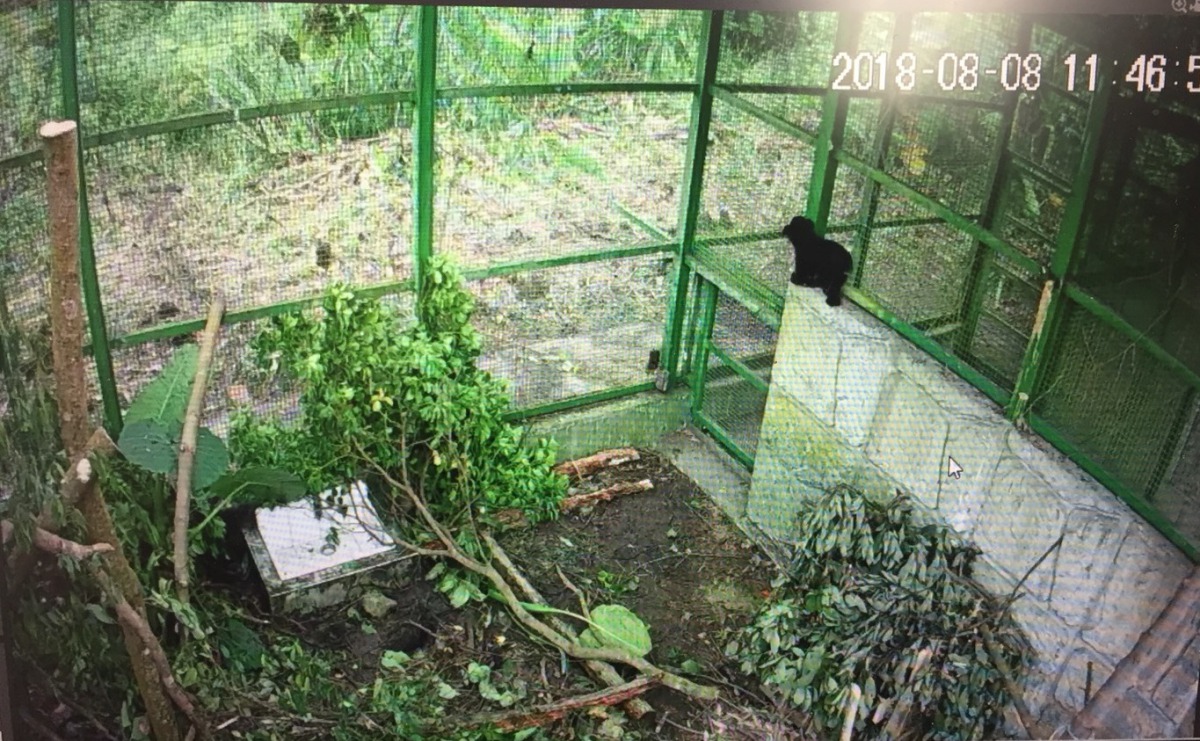 小黑熊剛搬進特生中心，十分活潑可愛。資料照，花蓮林區管理處/提供