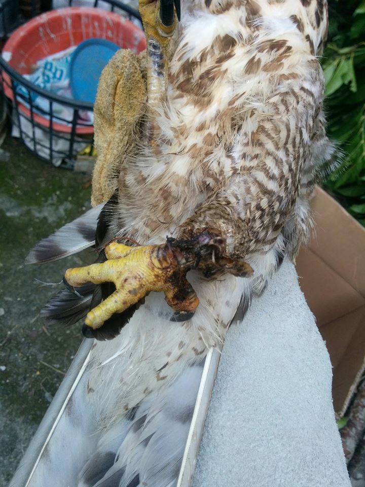 只剩單腳的猛禽已無野外求生能力，且野生動物不適合終身收容，會造成牠們極大的心理壓力。野生動物追思會/提供