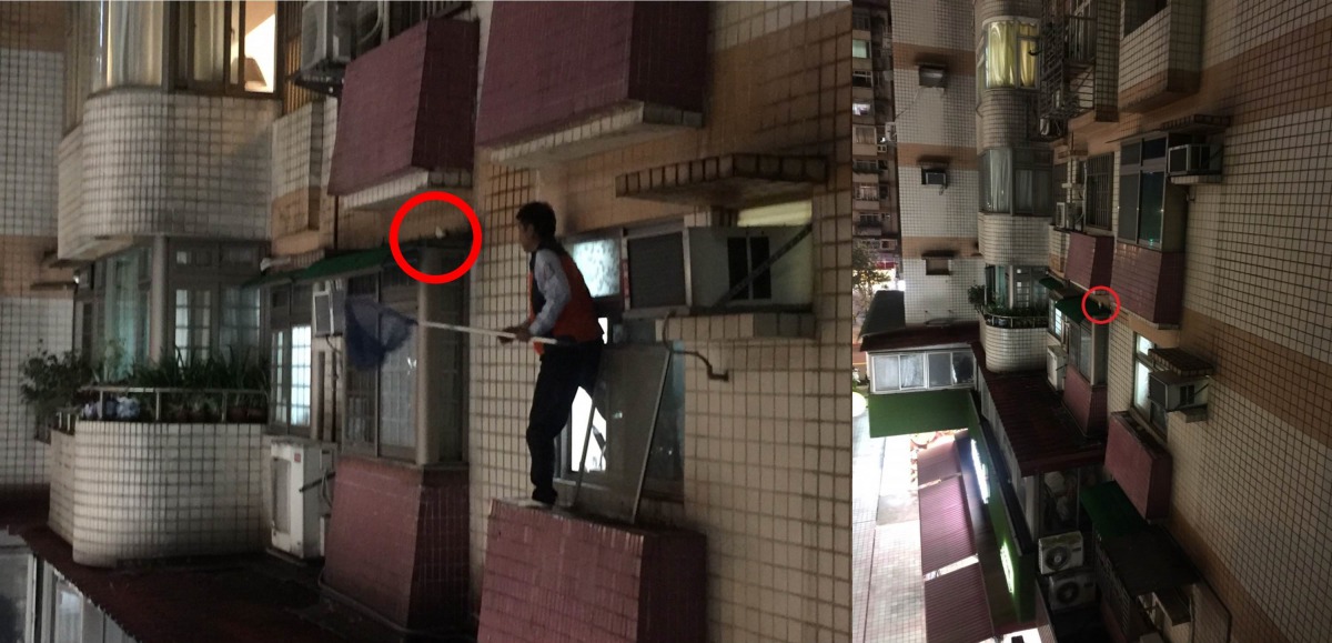 台北市動保處動物救援隊員驚險救援（紅圈為逃家和尚鸚鵡位置）。台北市動保處/提供