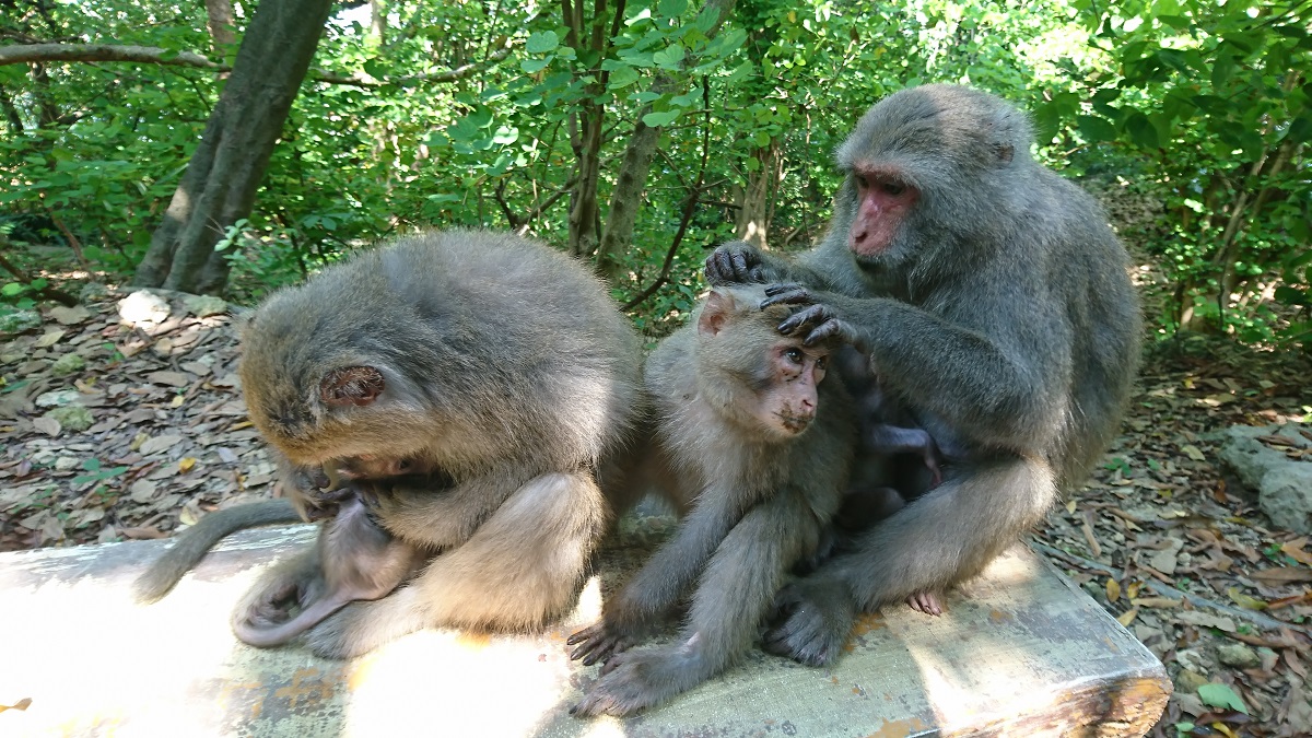台灣獼猴其實是母系社會，俗稱的「猴王」其實更像「里長伯」，必須做牛做馬討雌猴們的歡心。台灣獼猴共存推廣協會/提供