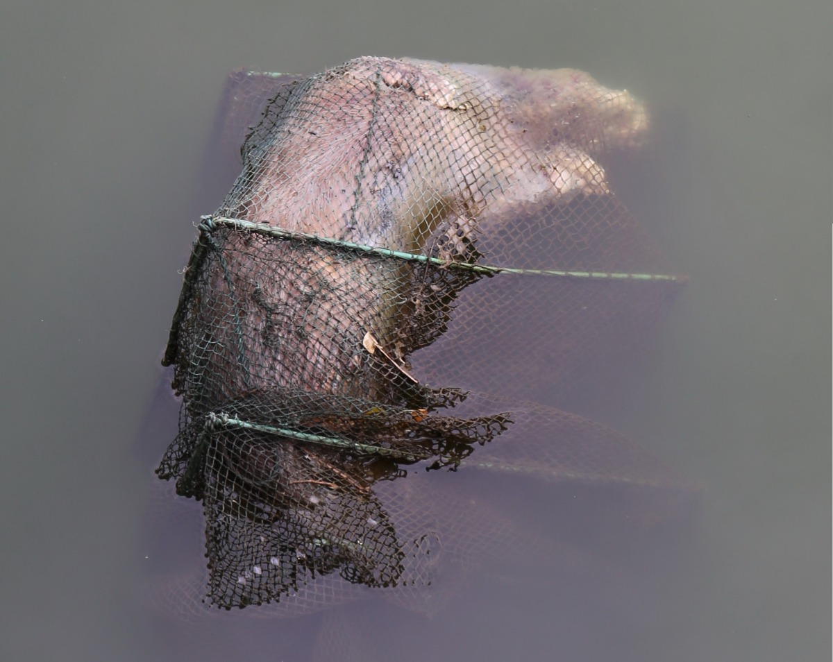 推測該水獺應於捕食時誤入蜈蚣網，無法逃出進而溺斃。金門縣政府建設處農林科/提供