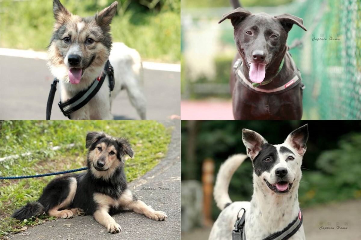 這些動人的照片全出自哈姆隊長的鏡頭，這些毛孩也都找到屬於牠們的幸福了。新北市動保處/提供