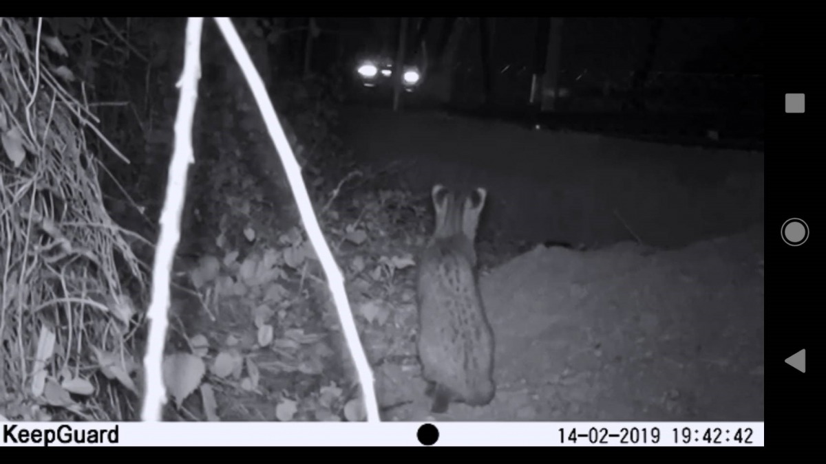 苗縣是全台石虎最多的地方，圖為自動照相機拍攝到石虎被防護網攔阻、坐立在防護網前觀上車輛經過。資料照，苗栗縣政府/提供