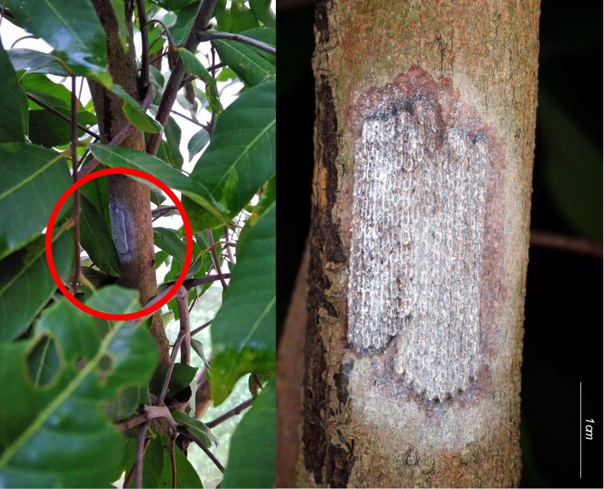 龍眼雞1次可產卵約60至100多顆，聚集排列成長方形卵塊，卵塊上被有白色蠟粉。防檢局/提供