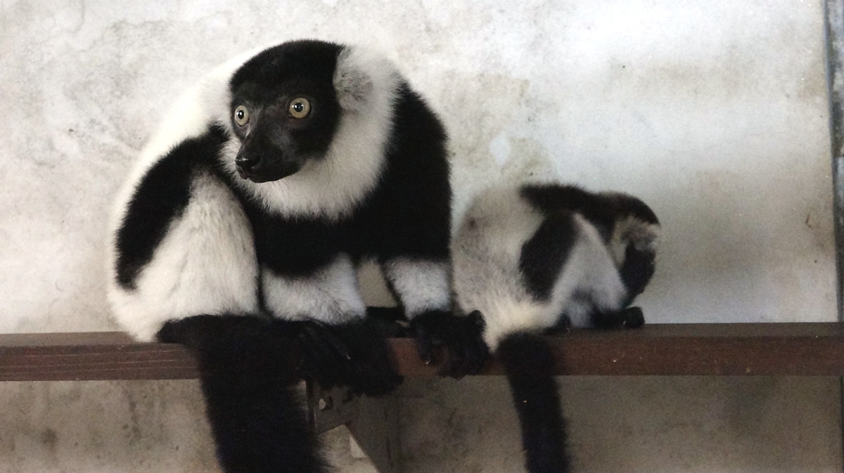 是25歲的白頸狐猴「白依」第6次當媽媽。台北市立動物園/提供