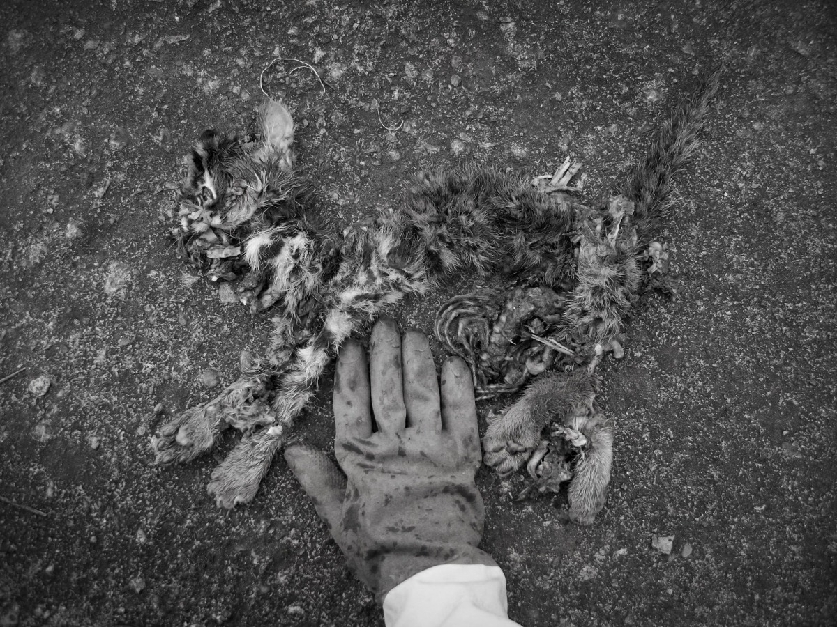 一隻年幼的石虎遭遇到路殺，體型只比人類巴掌大一些。賴玉菁/提供