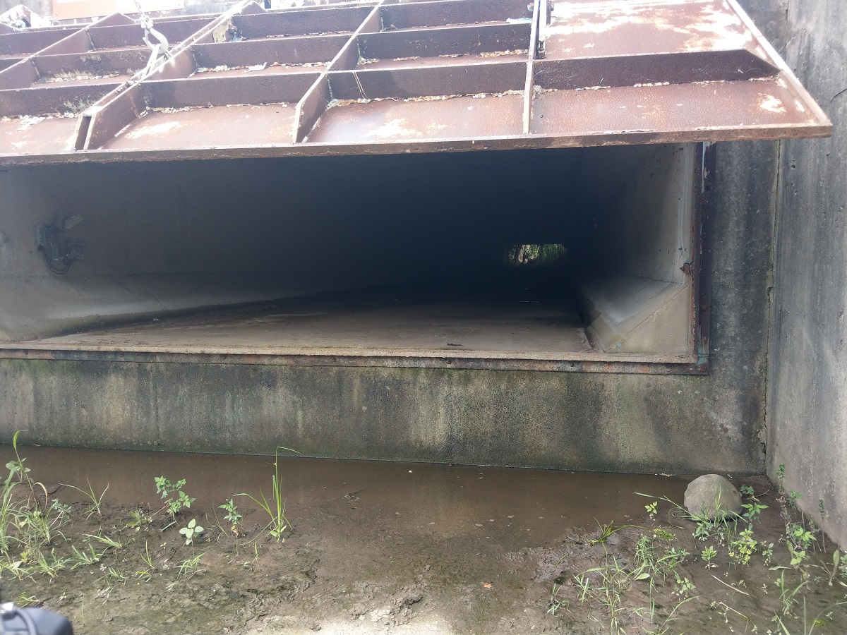 水門開啟後,石虎與其它野生動物可以清楚看到另一側的環境。陳璽安/攝