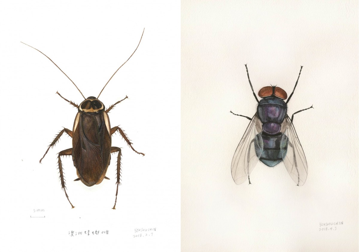 蟑螂的紋理、麗蠅的色澤，這些你沒注意過的細節，都在葉書謹筆下完美呈現。葉書謹/提供