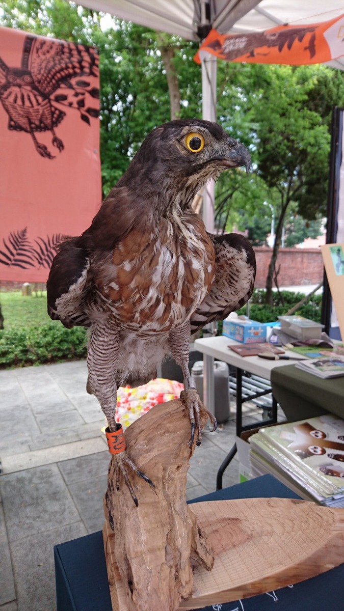 栩栩如生的鳳頭蒼鷹標本，等著跟大家見面。台北市動保處/提供
