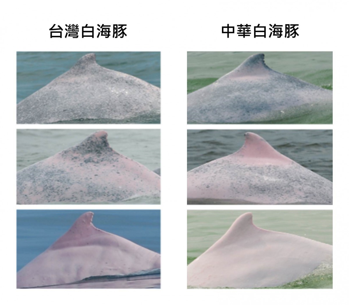 中華白海豚的成體斑點會完全褪掉，而台灣白海豚的成體身上還會殘留暗灰色的斑點。圖片取自Wang et al.(2015)Biology and Conservation of the Taiwanese Humpback Dolphin, Sousa chinensis taiwanensis