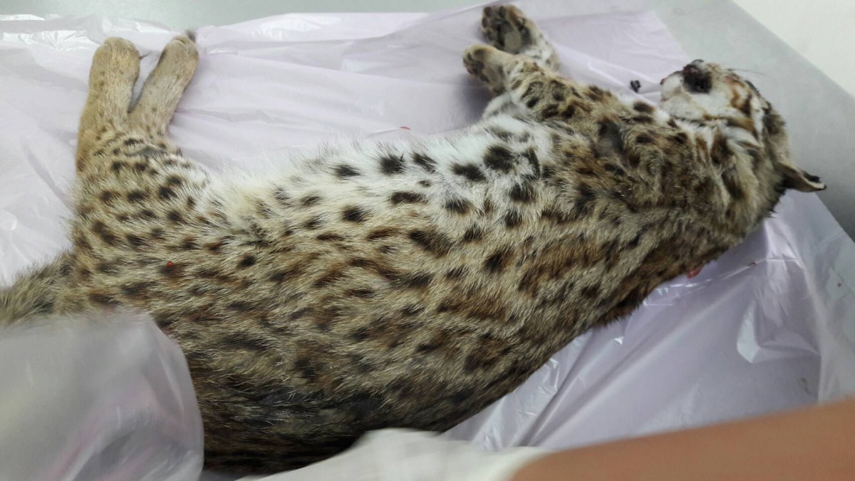 這隻石虎年約4、5個月大，應該還沒脫離母親的照顧，胃裡有食物，可能才剛吃飽沒多久便遭遇路殺。苗栗縣農業處自然生態保育科/提供