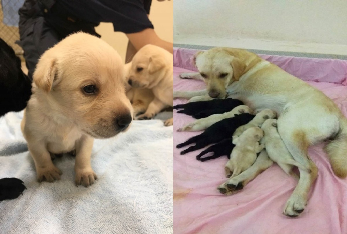 犬訓中心的母種犬Debbie及Zona分別產下7隻及9隻幼犬，現在關務署正在為幼犬們徵求寄養家庭。翻攝自關務署粉絲專頁