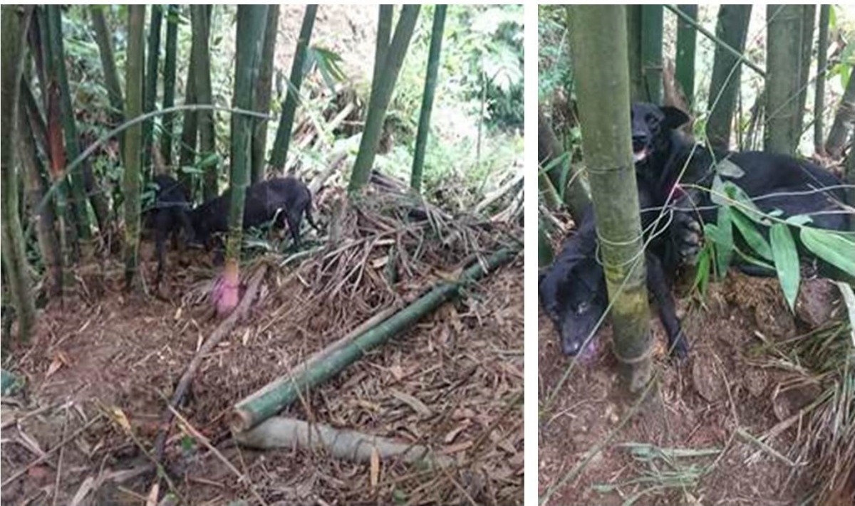 新北市一名民眾為了防止野豬破壞作物，設置了山豬吊陷阱，沒想到並沒有抓到野豬，卻傷到2隻狗。新北市動保處/提供