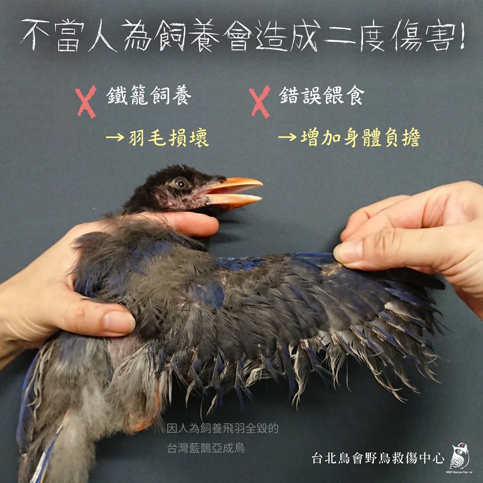 儘管各地動保處、各野生動物救傷單位再三宣導不要私自飼養野生動物，但私養野生動物的行為仍層出不窮。翻攝自台北鳥會野鳥救傷中心