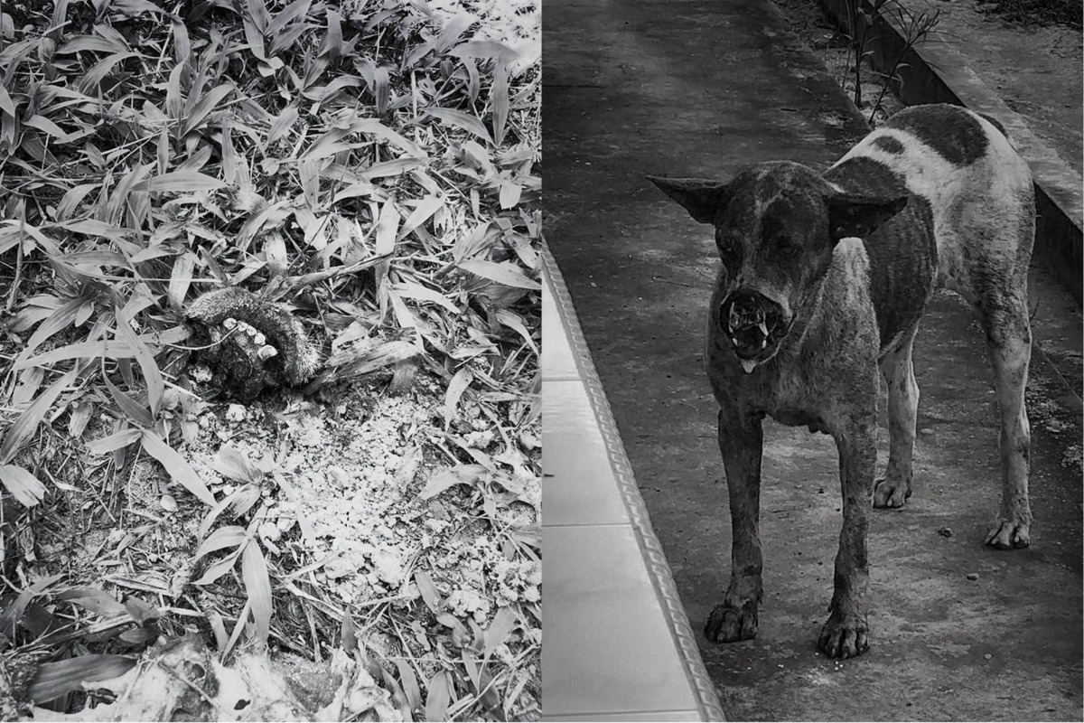 馬來西亞沙巴有隻浪犬遭人削去口鼻，動保團體也祭出獎金緝凶。照片經變色處理，翻色自馬來西亞動物協會粉絲專頁