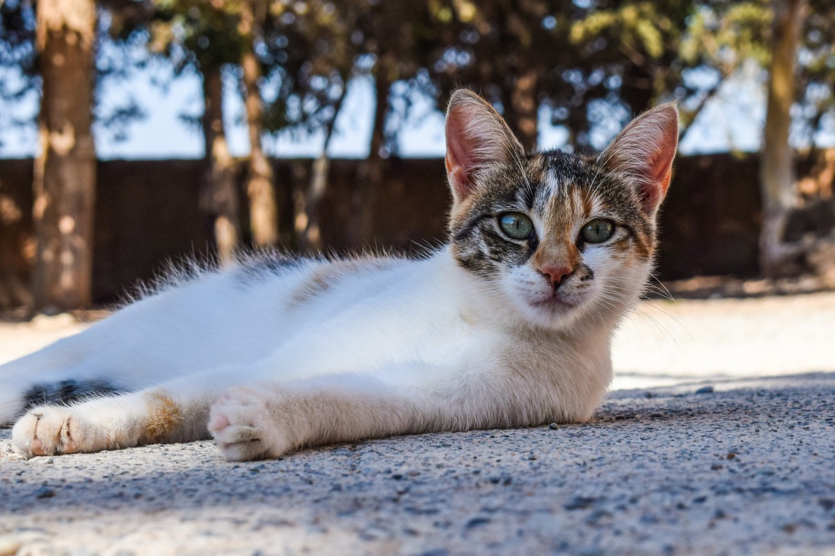 中華民國保護動物協會祕書長黃慶榮表示，處理流浪動物問題應以動物福祉為優先考量。取自Pixabay