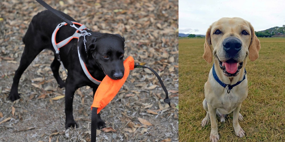 「Wonder」(左)與「鐵雄」(右)代表台灣出賽搜救犬世界盃。翻攝自「臺中GoGo - 狗狗 -臺中搜救犬」粉絲專頁