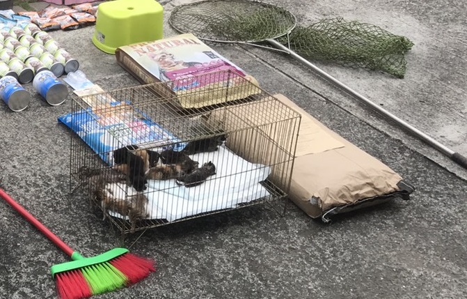 奶貓與奶狗雖然可愛,照顧起來卻不容易。高雄市動保處/提供