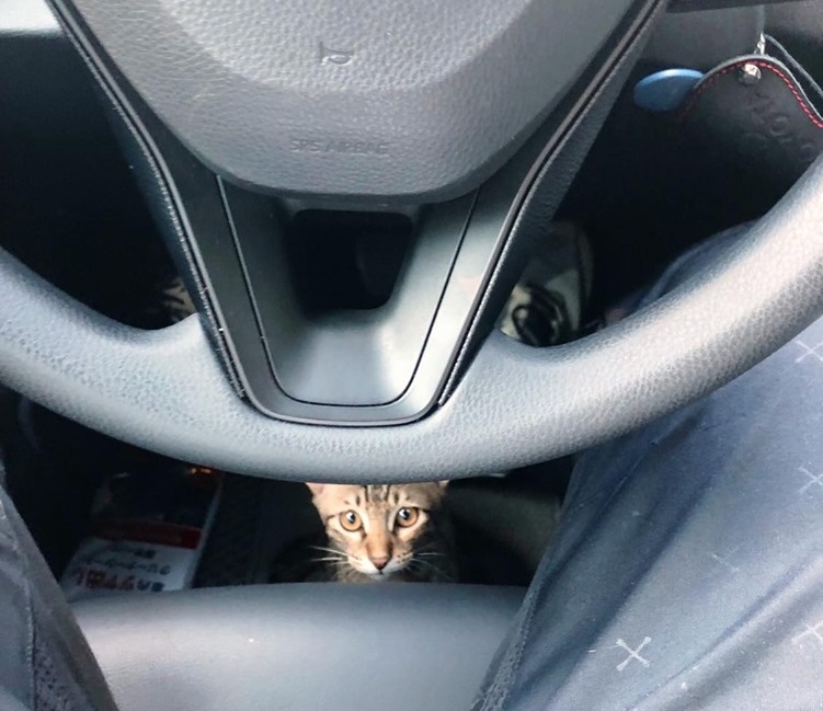 李先生表示:「我這算是被欽點了嗎?」現今已決定收編小貓。李先生/提供