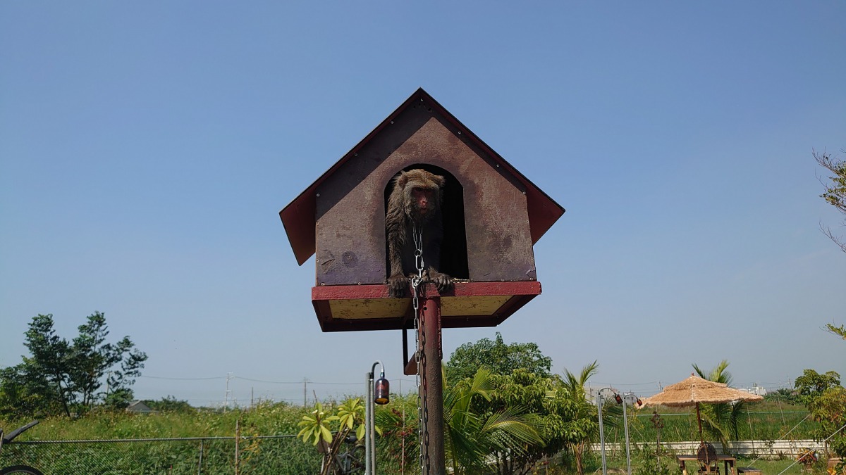 雖然「妹妹」找到了可以終老的地方,但牠的身世也讓蔡先生對飼養與違法私養台灣獼猴的問題感到憂心。台灣獼猴共存推廣協會/提供
