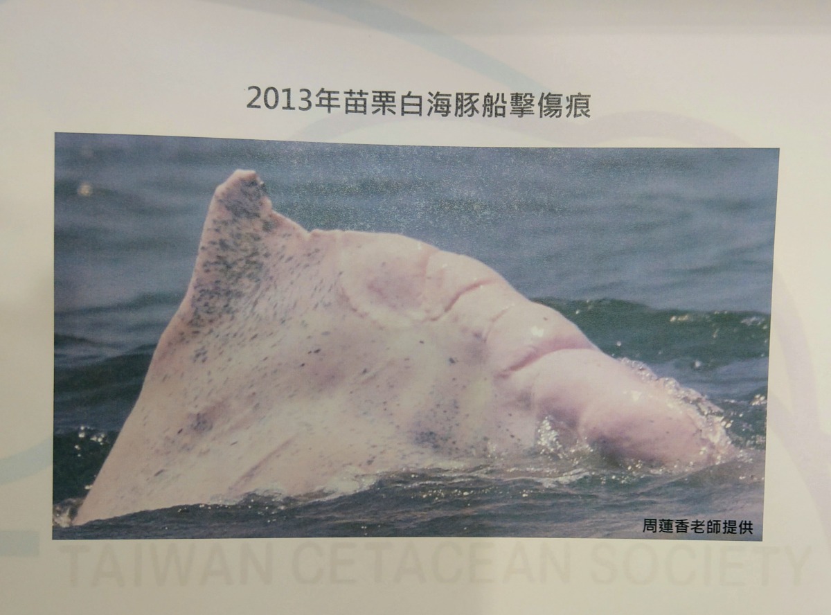 中華鯨豚協會指出，白海豚與江豚面臨流刺網誤捕以及漁船撞擊的傷害，迫切需要政府重視。圖中的白海豚背脊上有明顯可見的螺旋槳撞擊痕跡，陳璽安/翻攝