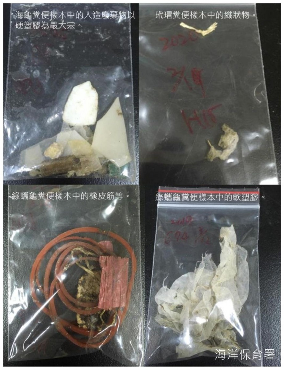 海生館發現，本年度收容的11隻海龜的糞便樣本中，竟然都有人造廢棄物。翻攝自第二季海龜擱淺報告