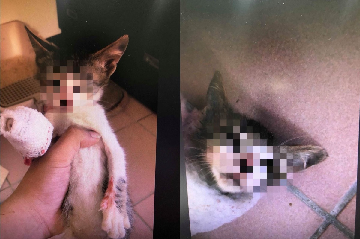 黃先生從雲端備份影中發現至少有4隻貓受害,經追問後彭男坦承共有9隻貓咪受害。黃先生/提供