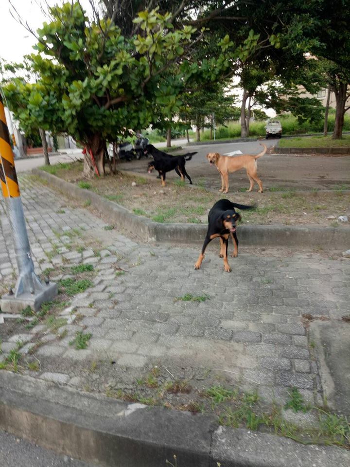 什股五街的浪狗皆已結紮，沒想到這些親人友善的浪犬遭此毒手。黃小姐/提供