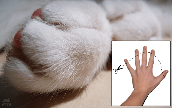 為貓去爪其實就是切掉每個腳趾的最後一根骨頭，以人來說，就是切掉每隻手指的第一個指節。資料照，取自網路