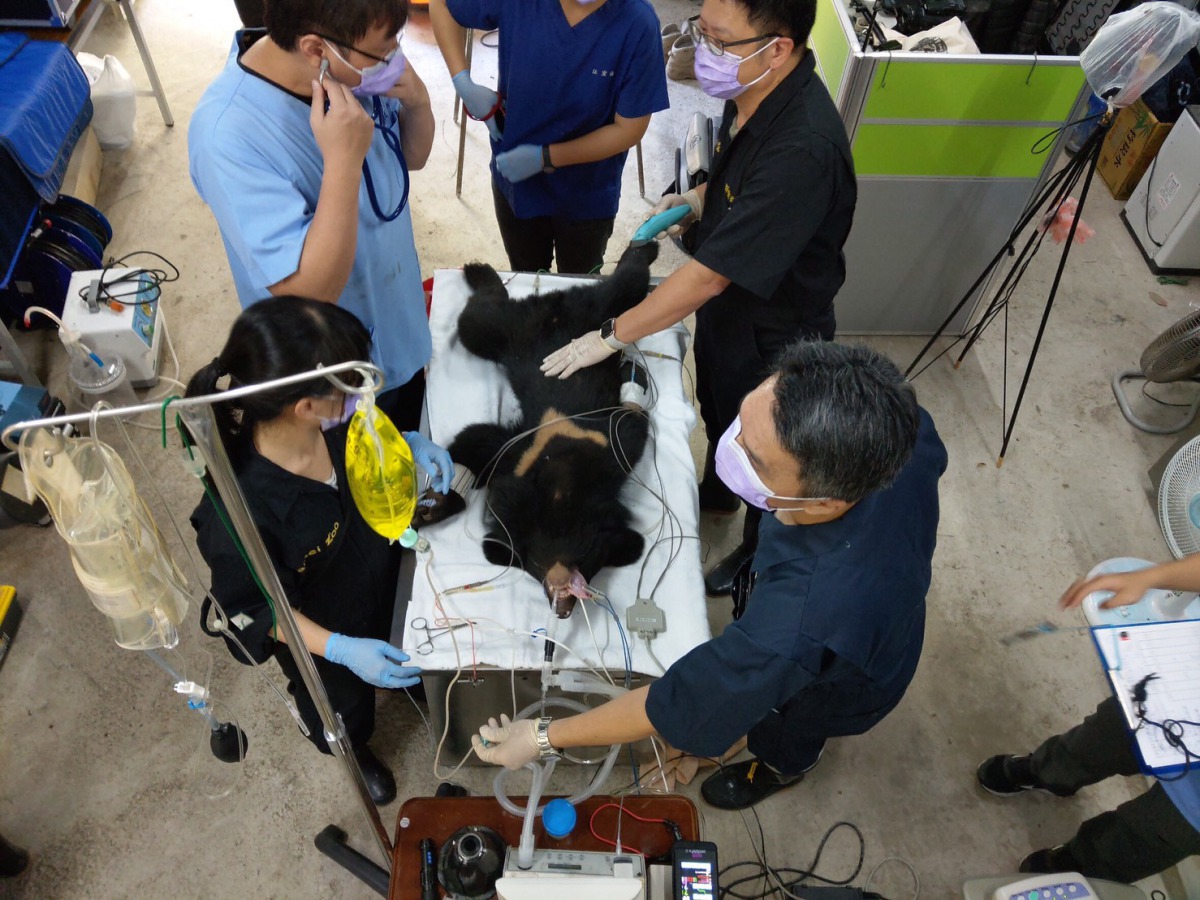本(10)月5日,台東林管處邀請台北市動物園主任郭俊成率領獸醫群及特生中心野生動物急救站之照養群,共同為利稻村小黑熊進行完長的健康檢查,除了測量體重、身長、三圍、前後腳掌等身體型質,也檢視了小熊的眼、鼻、口、耳等身體外觀,並進行聽診及觸診等理學檢查,同時也完成了X光、超音波、抽血、眼科、心電圖及牙科等檢查項目。 健檢結果顯示,小黑熊是一隻公熊,年齡約在半歲至一歲間,體重為17.3公斤,除了有輕微貧血及外寄生蟲外,其餘健康狀況都很正常;至於詳細的血液分析與DNA鑑定則需將檢體送至台北市立動物園化驗,目前報告尚未出爐。