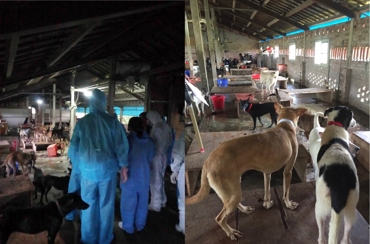 資深動保人遭爆不當飼養,台南動保處已蒐證移送地檢署偵辦。圖為動保員前往訪查,台南市動保處/提供