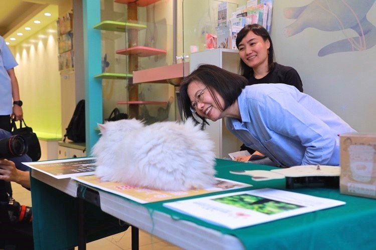 蔡英文頻頻被動物醫院裡的院貓吸引，一結束直播就詢問院貓願不願意被抱。許淑華辦公室/提供