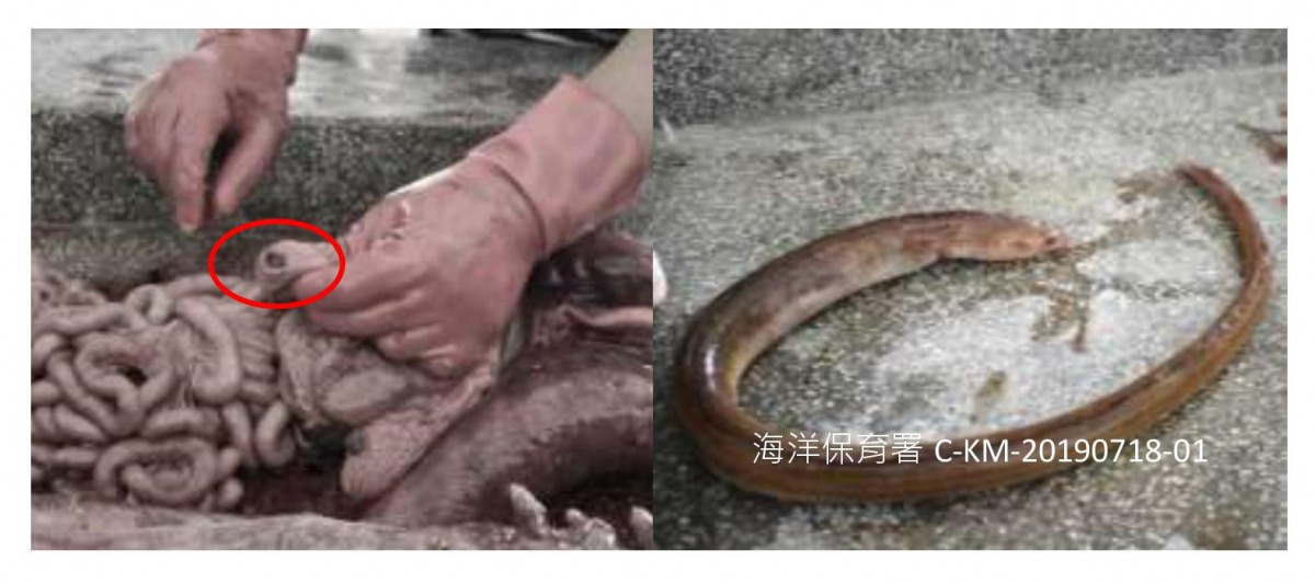 這隻江豚的胃部上方有一個相當明顯的孔洞，腹腔內大量積水，還有一隻66公分長的死亡海鰻。翻攝自第3季的鯨豚及海龜擱淺報告