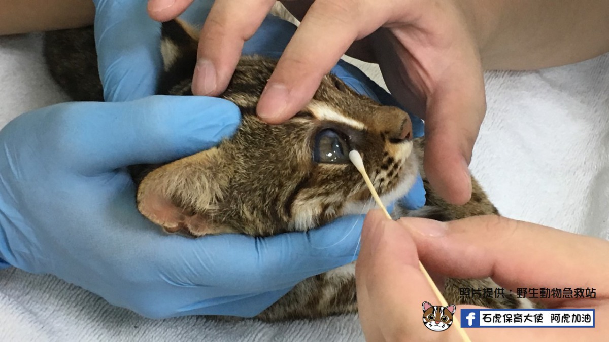這隻石虎右眼狀況不佳，就算經過治療仍無法恢復正常視力，原本判斷牠回到野外的機不大。翻攝自「石虎保育大使 阿虎加油」、「野生動物急救站」粉絲專頁