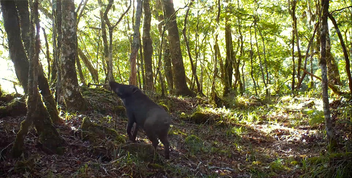 南安小熊活動的地點也有豐富多樣的野生動物,包括水鹿、山羌、山羊、野豬和黃猴貂等等。台灣黑熊保育協會/提供