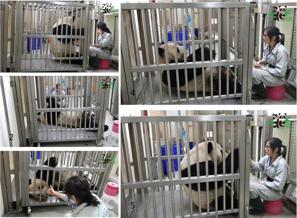 保育員透過訓練分解動作引導「團團」完成動作。台北市立動物園/提供