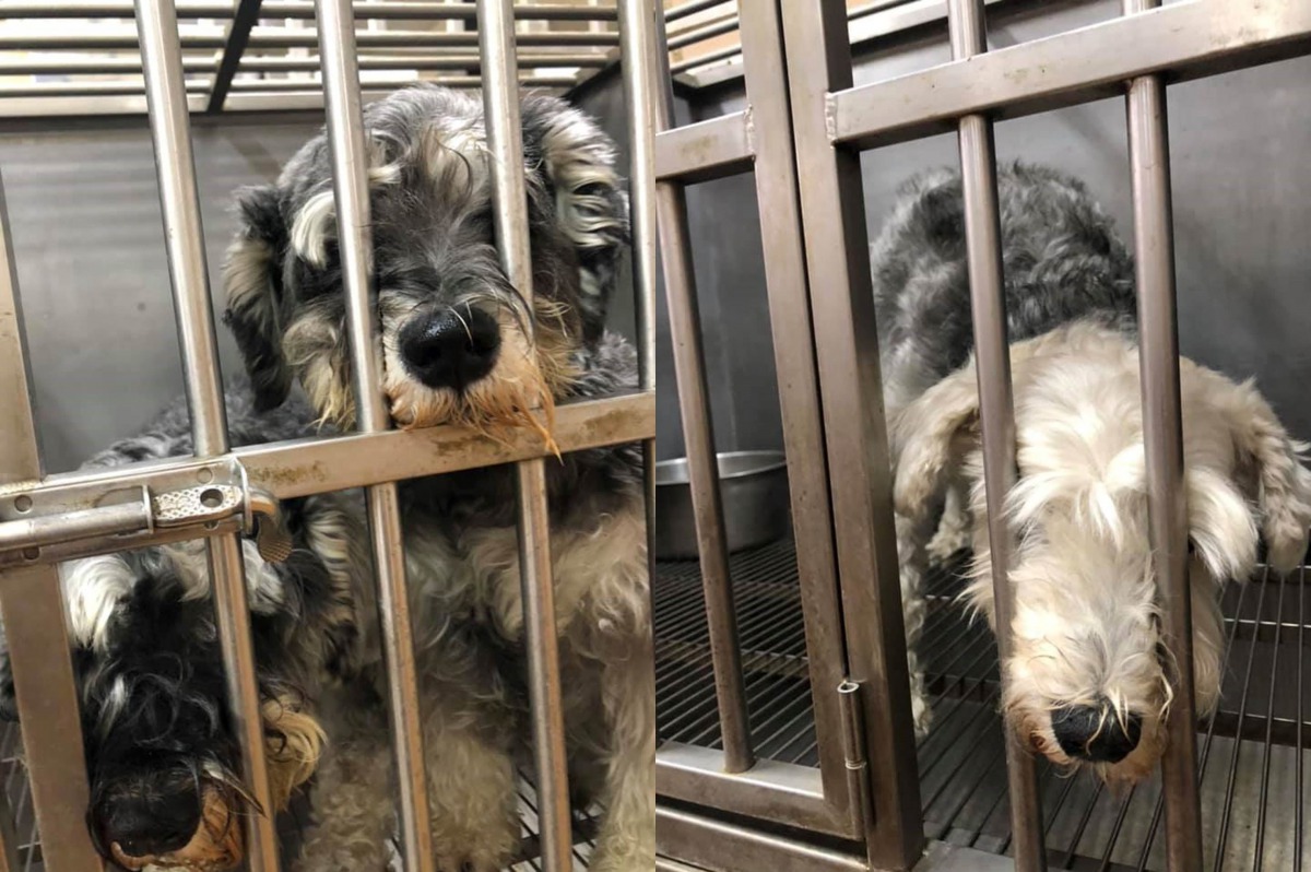 4隻狗分別為3隻公的雪納瑞以及1隻母的馬爾濟斯,年齡皆在7、8歲左右。翻攝自新竹縣流浪動物珍愛協會粉絲專頁