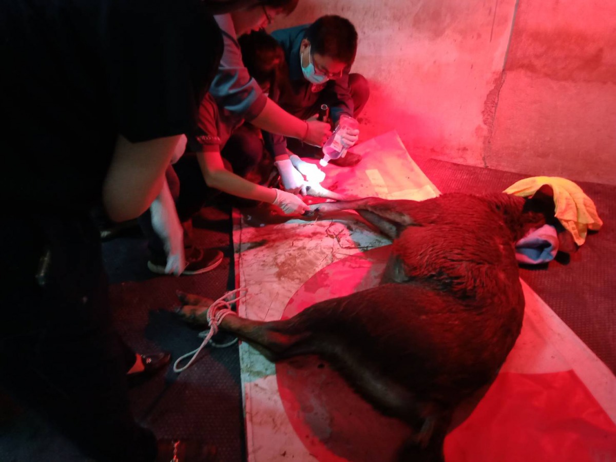 眾人合力將水鹿送往壽山動物園接受照護。高雄市農業局/提供