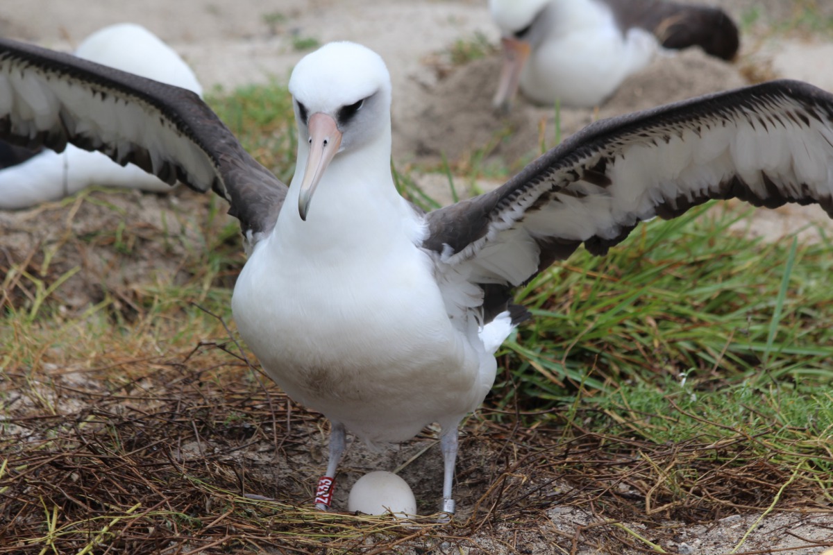 11月22日「智慧」再度現身於夏威夷中途島。Photo credit: William Kennerley / USFWS