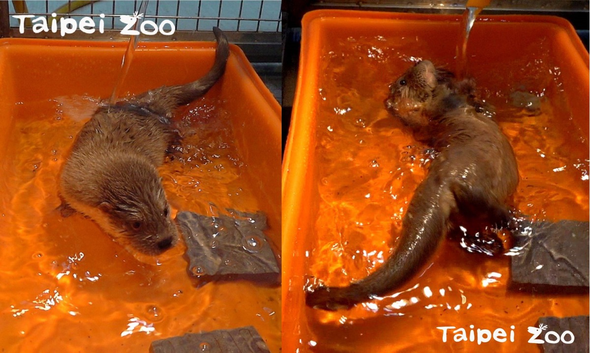 這隻水獺寶寶相對不怕水，展現了極佳的水性。台北市立動物園/提供
