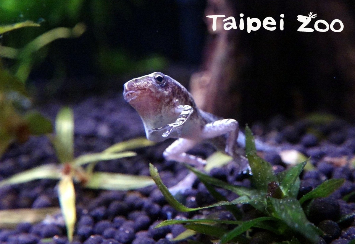 民眾到昆蟲館的水棲昆蟲區,常看到生態箱裡有蝌蚪,甚至已經長出4隻腳。台北市立動物園/提供