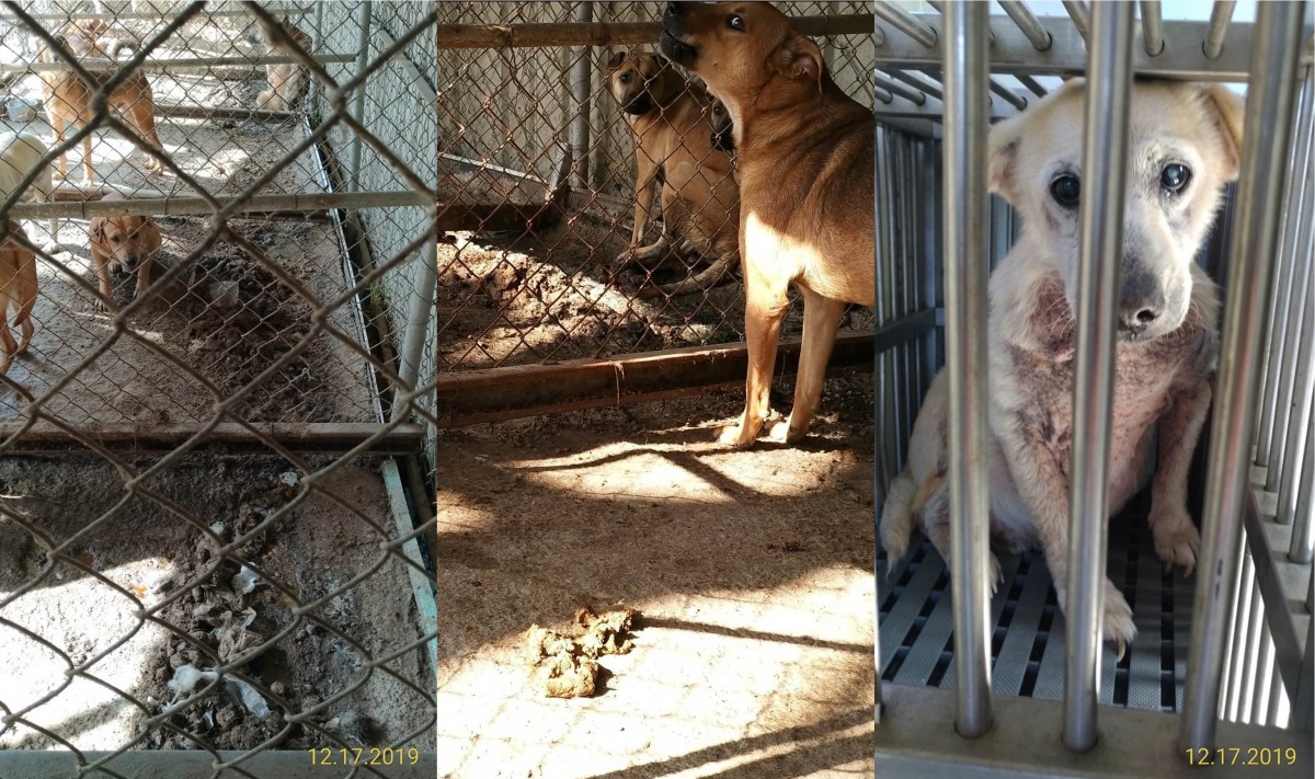 台中市動保處於昨(17)日再度前往會勘,卻發現場內環境並沒有改善跡象。台中市動保處/提供