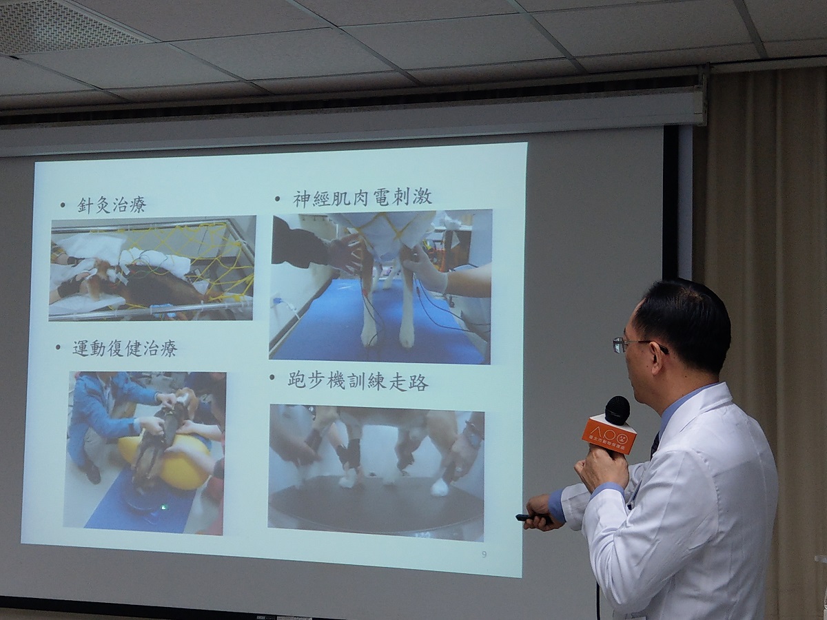 台大動物醫院有全台唯一的復健及整合醫療門診,提供飼主多元化專科等級的醫療服務。陳璽安/攝