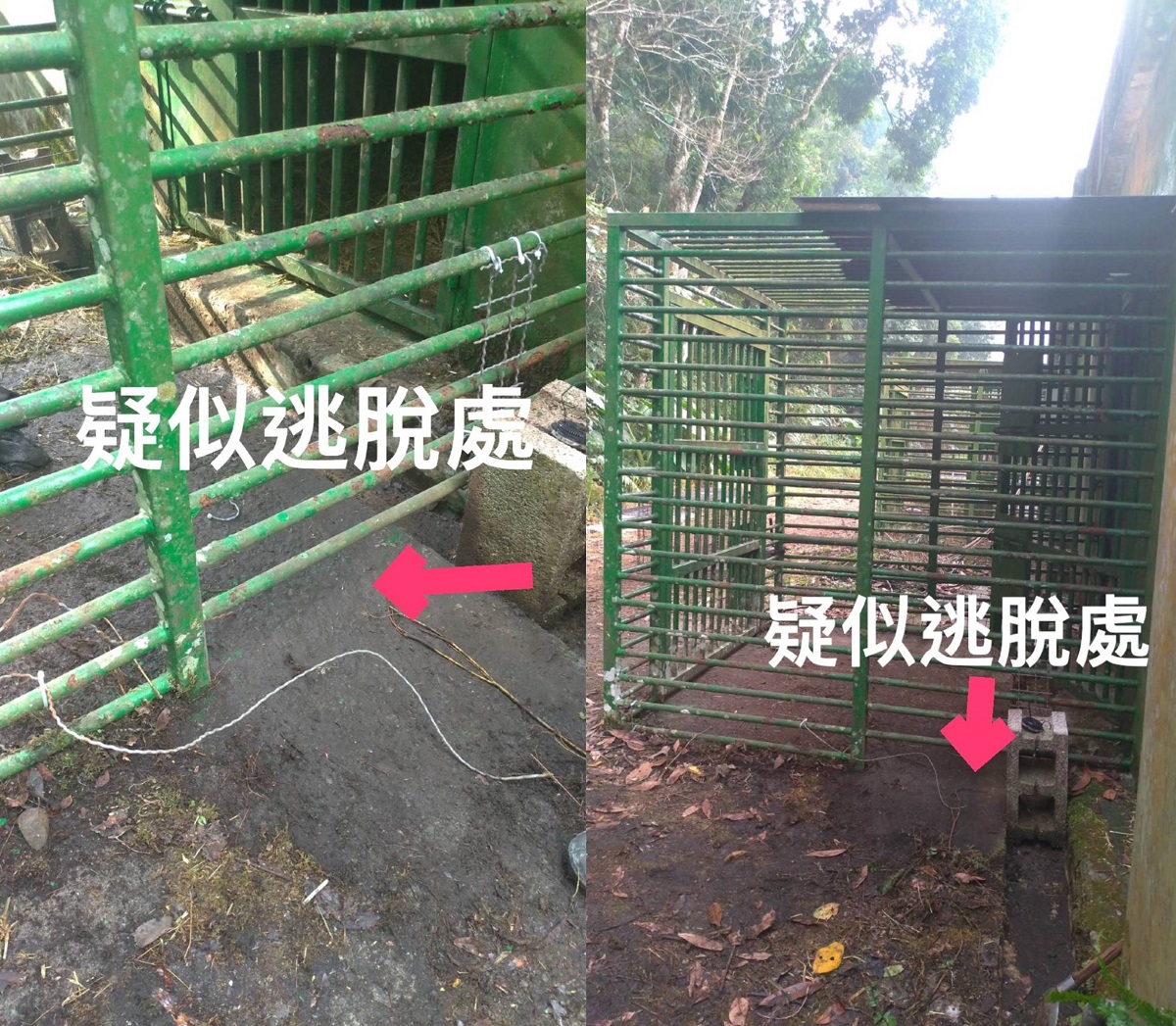 台東林管處表示，箭頭所指之疑似逃脫處原本有不鏽鋼菱形網加固防護，但利稻小熊破壞雙重門籠加固鐵絲圍網，鑽出縫隙脫逃出籠舍。台東林管處/提供