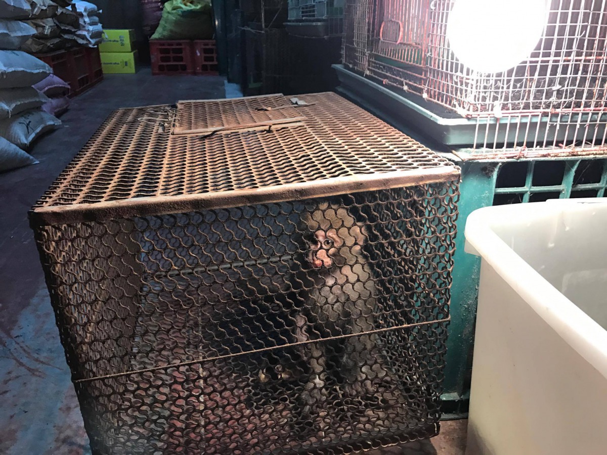 幼猴的右前肢已於送醫後截肢，未來恐怕必須在收容中心待一輩子。曾翌碩/提供