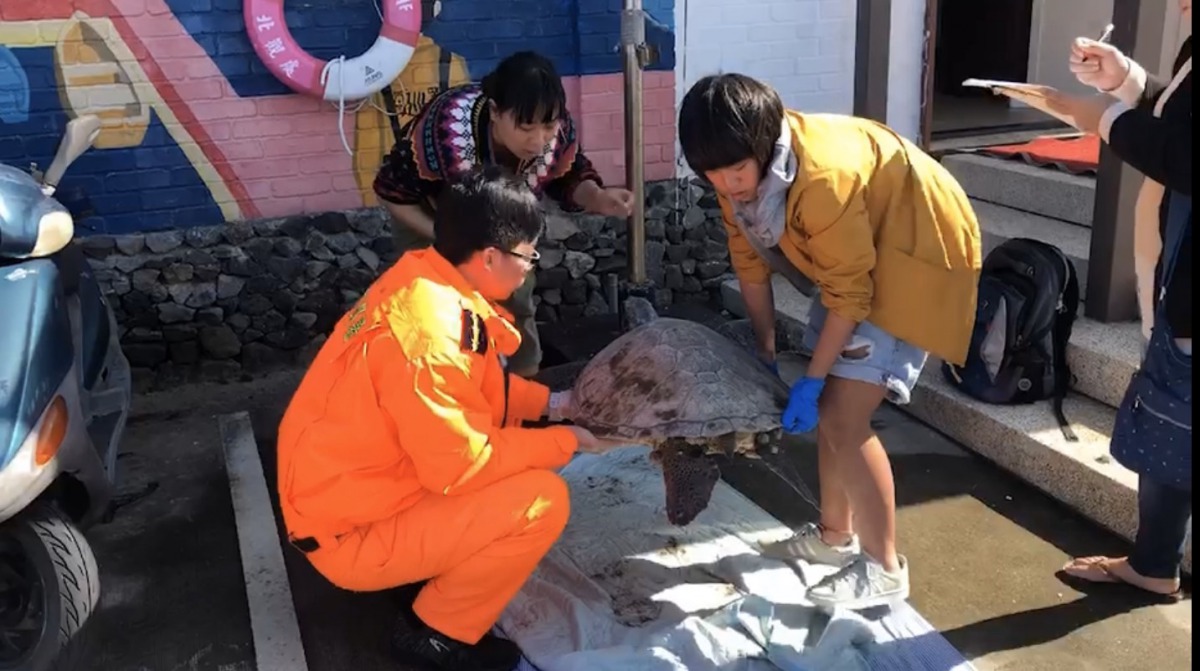 這隻海龜被發現時,因長時間曝曬而導致身體十分乾燥。海巡署北部分署/提供